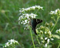 verbisina virginica w- long-tailed skipper.jpg